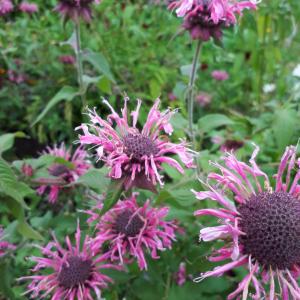 BERGAMONT, WILD / HORSEMINT -  Monarda fistulosa