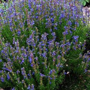 Hyssop - Hyssopus officinalis