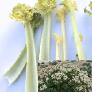 Kale, Sea - Crambe maritima