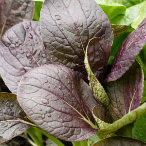 Komatsuna, Red - Brassica oleraceae