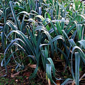 LEEK ‘Blue Solaise’ - Allium porrum