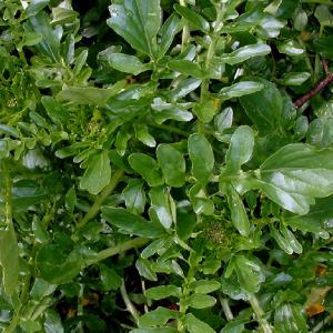 LAND CRESS - Barbarea verna