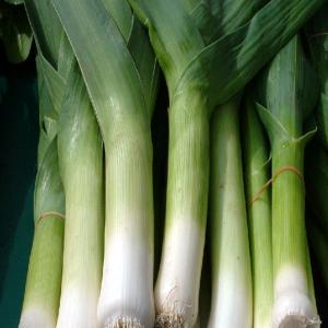 LEEK ‘Bulgarian Giant’  - Allium porrum