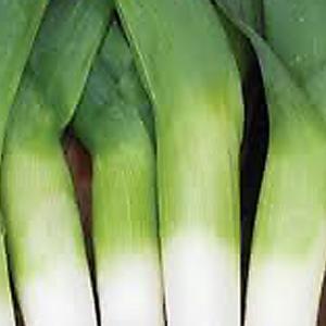 Leek 'Durabel' - Allium porrum