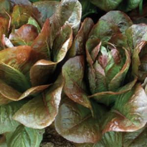 Lettuce 'Rouge d'Hiver' - Lactuca sativa