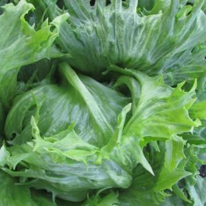 Lettuce 'Reine des Glaces' - Lactuca sativa