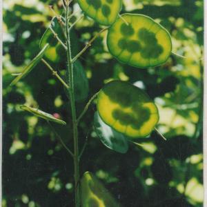 HONESTY - Lunaria biennis