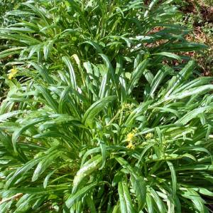 Mibuna - Brassica rapa (Japonica group)