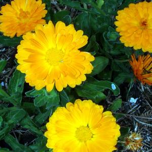 ENGLISH MARIGOLD - Calendula officinalis