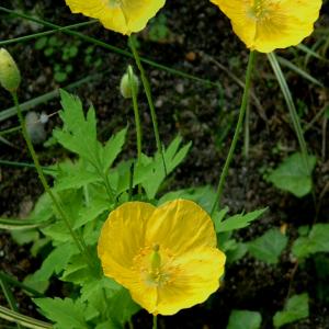 WELSH POPPY - Meconopsis cambrica