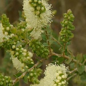 SCENTED PAPER BARK - Melaleuca squarrosa