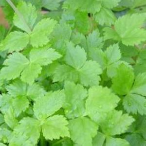 Mitsuba / Japanese Parsley - Chryptotaenia japonica