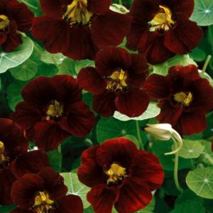 NASTURTIUM ‘Tom Thumb Black’ - Tropaeolum minus ‘Tom Thumb Black Velvet’