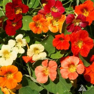 NASTURTIUM ‘Wild & Crazy Mix’ - Tropaeolum majus