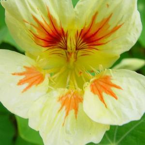 Nasturtium ‘Jewel Peach Melba’ - Tropaeolum nanum