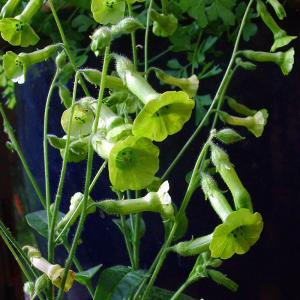 Green Flowering Tobacco - Nicotiana langsdorfii