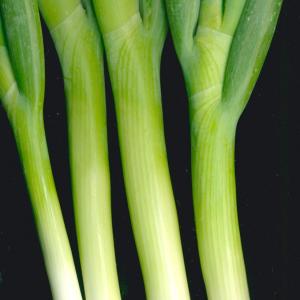 SPRING ONION ‘BUNCHING’ - Allium fistulosum