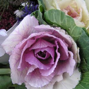 ORNAMENTAL KALE ‘Sunset’ - Brassica oleracea 'Sunset'