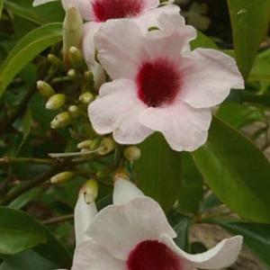 BOWER VINE - Pandorea jasminoides