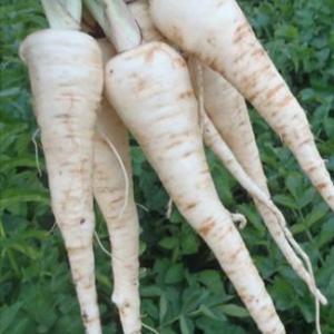 Parsnip ‘Lancer’ - Pastinaca sativa