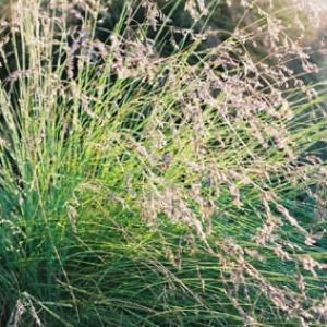 POA GRASS - Poa labillardieri