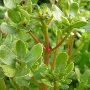 PURSLANE ‘Red’ - Portulaca oleracea sativa