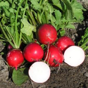 Radish 'Cherry Belle' - Raphanus sativus