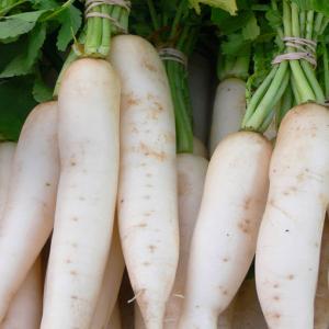 RADISH ORIENTAL - Daikon 'Miyashige' - Raphanus sativus