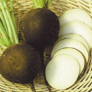 RADISH – ‘Nero Tondo’ - Raphanus sativus