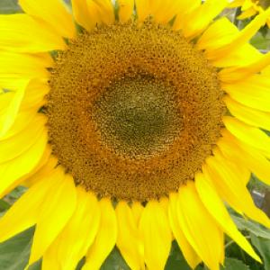 SUNFLOWER ‘Happy Hobbit’ - Helianthus annuus