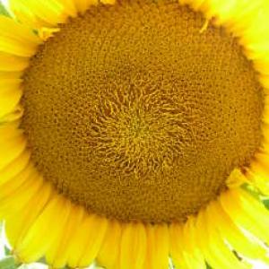 SUNFLOWER ‘Giant Russian’ - Helianthus annus 'Giant Russian'