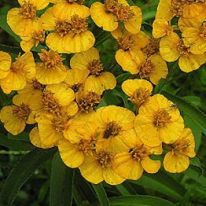 Tarragon, Mexican  - Tagetes lucida