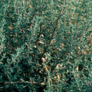 THYME – ‘German Winter’ - Thymus vulgaris