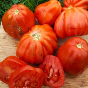 TOMATO 'COSTOLUTO' - Lycopersicon esculentum