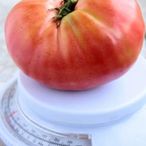 Tomato 'German Johnson' - Lycopersicon esculentum
