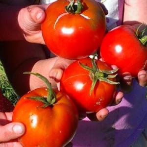 Tomato ‘St. Pierre’ - Lycopersicon esculentum