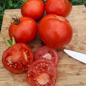 Tomato ‘Super Sioux’ - Lycopersicon esculentum