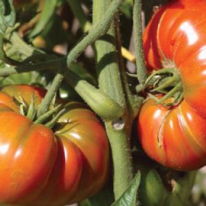 TOMATO 'Brandywine Red' - Lycopersicon esculentum