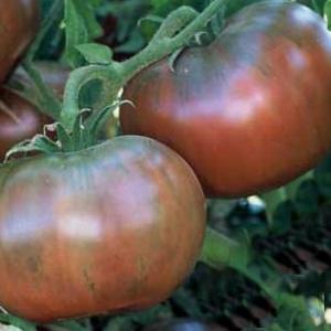 Tomato 'Cherokee Purple' - Lycopersicon esculentum