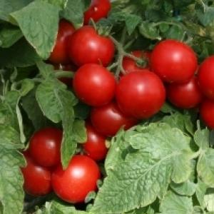 Tomato 'Totem' - Lycopersicon esculentum