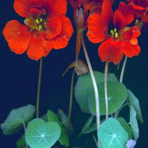 Nasturtiun (Red)  - Tropaeolum minus ‘Empress of India’