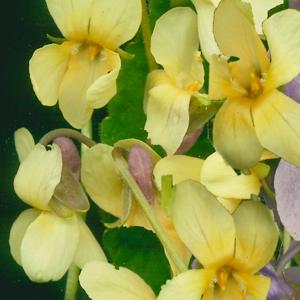 SWEET VIOLET - Yellow - Viola odorata 'Sulphurea'
