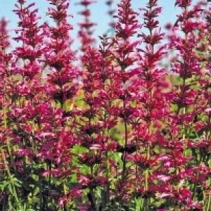 Mexican Hyssop - Agastache mexicana 'Sangria'