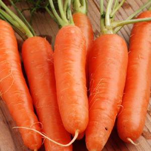 CARROT ‘Early Nantes’ - Daucas carota ssp. sativus