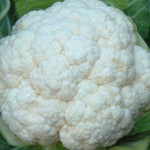 CAULIFLOWER ‘Snow Queen’ F1 - Brassica oleracea var. botrytis