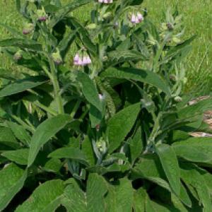 COMFREY - Symphytum officinale