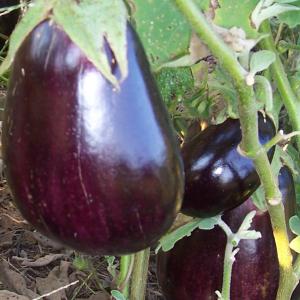 EGGPLANT ‘Black Beauty’ - Solanum melongena