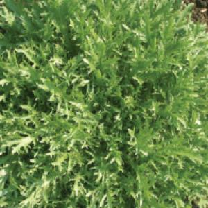 ENDIVE ‘Rhodos’ - Cichorium endiva