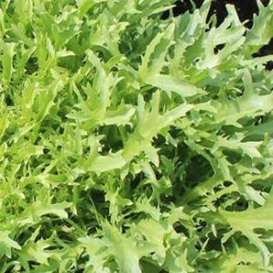 Endive 'Tres Fine' - Cichorium endiva