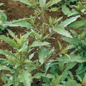 Epazote - Chenopodium ambrosioides